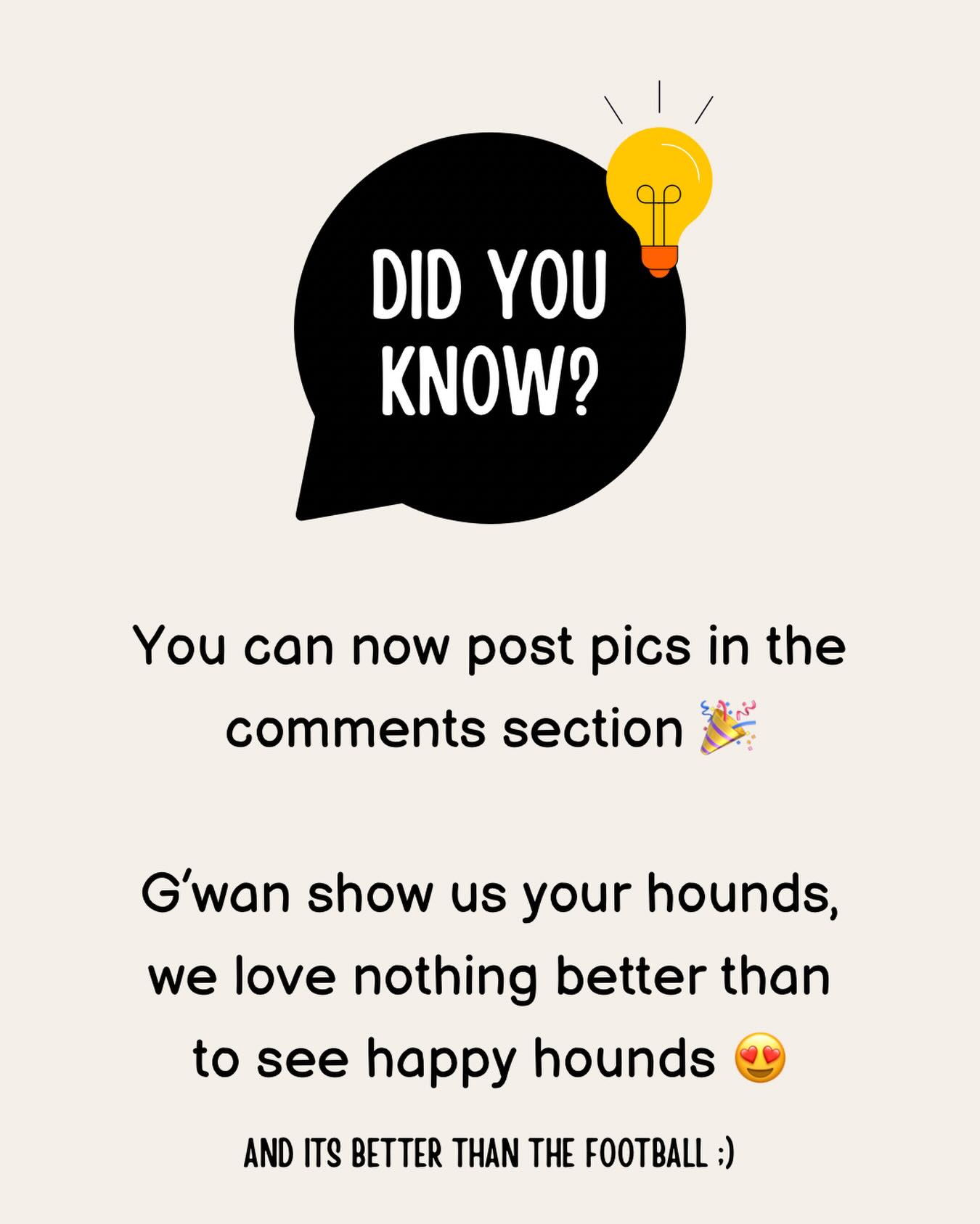 Let’s see those gorgeous greyhounds 😍 Always like to try a new feature! If you have one our greyhounds shout out 🎉

#northumberlandgreyhoundrescue #greyhoundlove #greyhoundsaspets #greyhoundlife 

We’ll see if I was kidding about the football later 😆