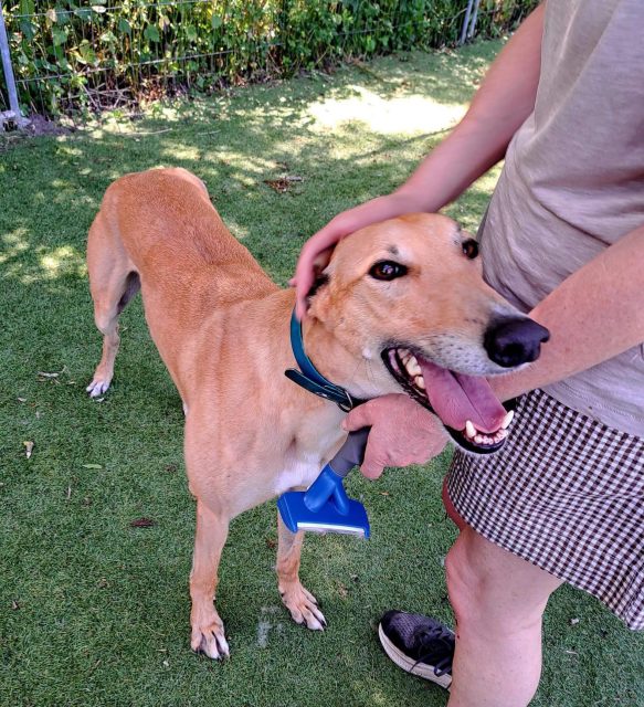 Ricky🩵 He’s been with us a few weeks now, without any interest😭
A few pics of Ricky yesterday, enjoying cuddles and a brush in our shaded run, just look at the smile on his face😊
To find out more about adopting 5 year old Ricky, give us a call on 07538 935608, he will make a fantastic addition to any home

#retiredgreyhound #greyhoundsmakegreatpets #adoptagreyhound #northumberland #nedogs
