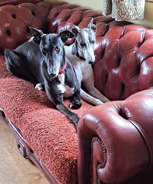 Reserved We know this is a big ask, but we are looking for a home, together,  for 2 special girls that have come into our care🙏💗 This is what their foster mum has to say...
Darcy (blue and white) and Bee (black) are two petite 3 year old girls who formed a very strong bond during their time in racing kennels. They came into foster care together 2 weeks ago as they were both very nervous around people, especially Bee. Initially neither girl was comfortable to be in the same room as us and would not eat if we were anywhere near them. Bee looks to Darcy for reassurance and they share beds and sofas!
Both are slowly coming to realise that life in a home needn’t be too scary. They are now happy to be in the same room as us, will come in from the garden when called and are enjoying walks. Darcy can get excited when seeing other breeds and walks better on a harness. Bee likes to stay very close and ignores other breeds. Both are still nervous of strangers. 
We feel that Darcy and Bee would become distressed if they were separated so need to be rehomed together. We are looking for a quiet home with people who will continue to help them to blossom🥰

#findusahome #retiredgreyhound #greyhoundsmakegreatpets #adoptagreyhound #bestfriends