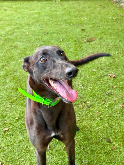 Reserved Fruitcake - one of our new arrivals hoping to find her forever home😁
What a gorgeous girl she is, so happy with life, loves everyone, enjoys her walks, great on the lead when out and wants to be everyone’s best friend💖
To find out more about 3 year old Fruitcake, call 07538 935608 
She will make a fun addition to any family

#greyhoundsaspets #adoptagreyhound #northumberlandgreyhoundrescue #adoptme #fungirl