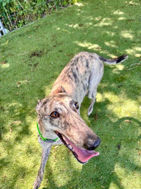 Reserved Our next new arrival is Child❤️
Well yes we know not the best name for a pretty girl, but thought you could choose when adopting her😁 Child is ony 2, totally adorable but can be a bit bouncy on first saying hello! She is full on cuddles with anyone willing 😂 She loves her walks and settles down to walk lovely. Good around other breeds and will be a superstar in her own home🏡 To meet this beauty call 07538 935608

#retiredgreyhounds #adoptagreyhound #greyhoundcorner #northumberlandgreyhoundrescue #greyhoundsmakethebestpets