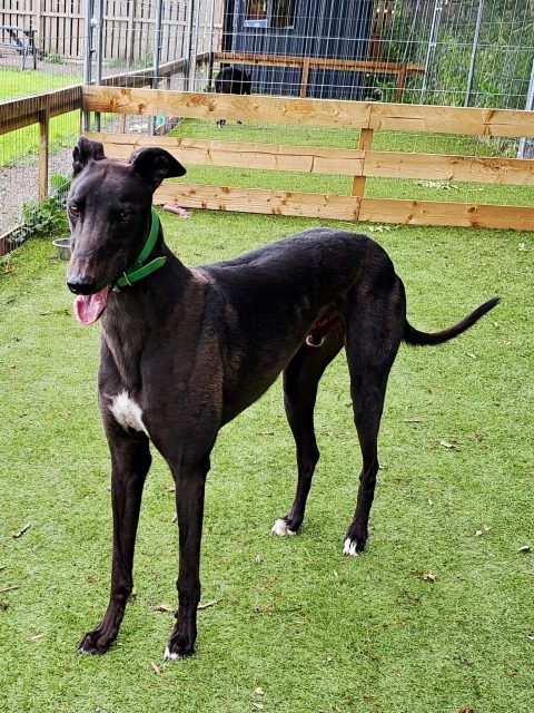 How handsome is new arrival Troy💙
Troy is 3 years old and quite small for a boy. He’s ever so happy, always waggy tailed and loves a cuddle 🥰 Troy loves his walks, but can be excited when he first gets out. Troy would make a fab addition to any family. Call 07538 935608 to find out more!

#retiredgreyhounds #adoptagreyhound #greyhoundsaspets #greyhoundsofinsta #northeastgreyhounds