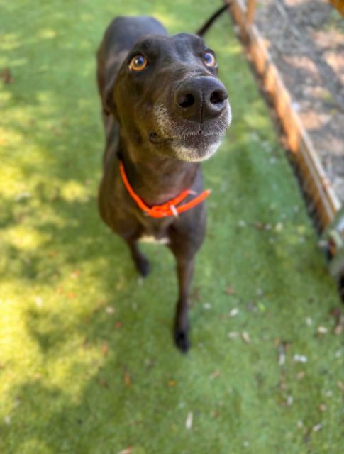Reserved Small, sleek and ever so shinny! Say hello to our Lady Grey💗
Lady is only 2 years old, perfect on the lead when out and loves a fuss and cuddles. She would make an ideal first greyhound to any family 🥰 To meet this gorgeous girl call 07538 935608

#adoptagreyhound #greyhoundsmakegreatpets #northumberlandgreyhound #ladygrey #retiredgreyhounds