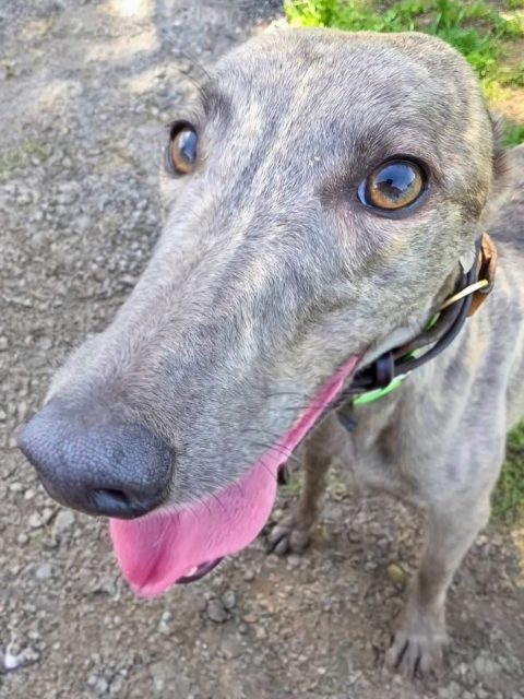 A week ago today, we adopted this beautiful little dinky dot, Gracie (Bramble Lady). 
John was adamant that we weren’t going to adopt a third greyhound until Gracie set her eyes on him and melted his heart 😍 ... and that was that!
Gracie has settled in really well and loves her big sister and brother, Lola and Finley, who are both showing her the ropes. Her confidence is growing by the day and I get a sneaky feeling that she’s going to be a proper little bossy boots in no time 🤣🤣
Thank you Northumberland Greyhound Rescue ♥️♥️

#adoptagreyhound #greyhoundgang #greyhoundlove #greyhoundlife #greyhoundsmakegreatpets