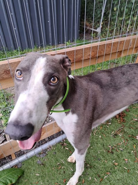Meet Nose! Blue, beautiful and oh boy he’s a stunner💙
He is a tall boy who is a pleasure to take for a walk🐾 Another super friendly boy looking to his forever home 🏡
Call 07538 935608 to meet 3 year old Nose

#retiredgreyhounds #greyhoundlove #adoptagreyhound #ineedahome #northumberlandgreyhoundrescue