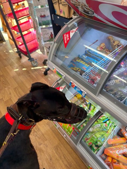 Our longest stay boy Howe enjoyed a trip out of kennels yesterday, a visit to Northumberlandia with one of our volunteers 🐾 He loved the walk and  was such a good boy, even when seeing other dogs 💙 He ended his visit with a trip into the cafe, doggy sausages as a treat, though I think he fancied ice cream 😂🍦 To find out more about Howe, call 07538 935608

#adoptagreyhound #retiredgreyhound #ineedahome #greyhoundsmakegreatpets