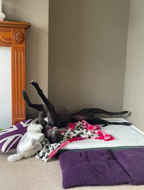 Heyyy! 
Just an update to say Lady is settling so fast, we adore her, she’s is so sleepy and sweet and loves playing fetch in the garden! Thankyou so much. !!

@ourladygreyhound 

#rehomed #settlingin #retiredgreyhounds #greyhoundlove #greyhoundlife