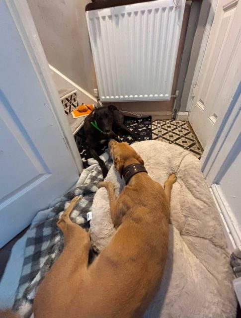 Hi just wanted to say Bebe, now called Bella is settling in great and starting to realise she is in a home now. She’s also getting closer to the sofa!

#bestfriends #newhome #comfyspots #greyhoundlove #greyhoundlife
