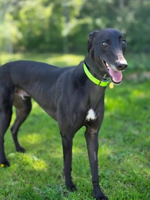 New boy Rolo looking stunning in the shade today💙 Rolo is a fantastic boy who is quickly learning about life outside of racing kennels, some things are exciting and so new! Rolo is only 3 years old and an absolute lovebug, enjoying cuddles and treats🥰 
To meet Rolo and find out more call 07538 935608, black beauties are the best🩶

#retiredgreyhound #adoptagreyhound #handsomechap #ineedahome #adoptme