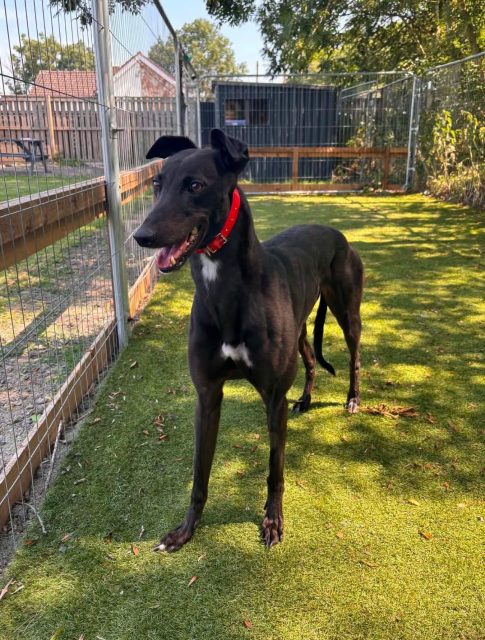 Say hello to our cute new arrival Nikki🩶 Nikkki is a timid little poppet who is getting used to meeting all the new faces in our kennels. Outside of kennels she walks beautifully and is no bother with other breeds but some things are quite scarey, traffic, bikes, lots of noise. Nikki is a gorgeous, 3 year old friendly girl who loves  strokes, attention and is a real black beauty, looking for a quiet home that will give her time to learn about life  outside of kennels 🥰 To find out more call 07538 935608

#retiredgreyhound #greyhoundsmakegreatpets #adoptme #ineedahome #northumberland
