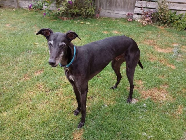 Happy 3rd gotcha day Donut🥳💙
He looks so different now, compared to the skinny boy we brought home. He’s an absolute gentleman, and we love him to bits. Lads like him just have so much love to give🥰
Thank you for allowing us the privilege of  being his ‘pawrents’

#happygotchaday
