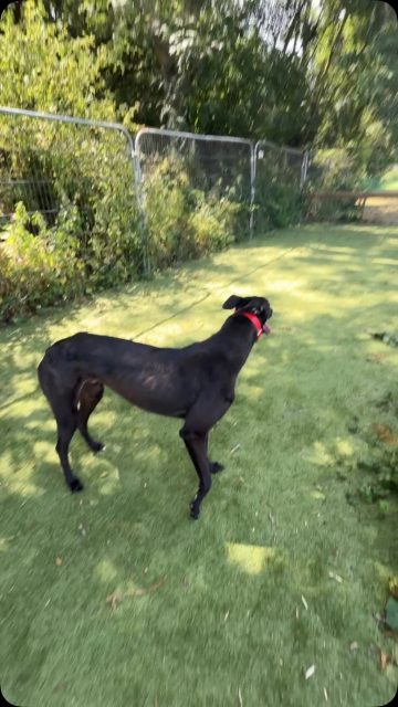 Eagle, just arrived and what a happy friendly boy he is🦅🩶 Only 3 years old, super handsome and looking for his own family. To find out more call 07538 935608

#adoptme #greyhoundsmakegreatpets #blackgreyhounds #northumberlandgreyhoundrescue
