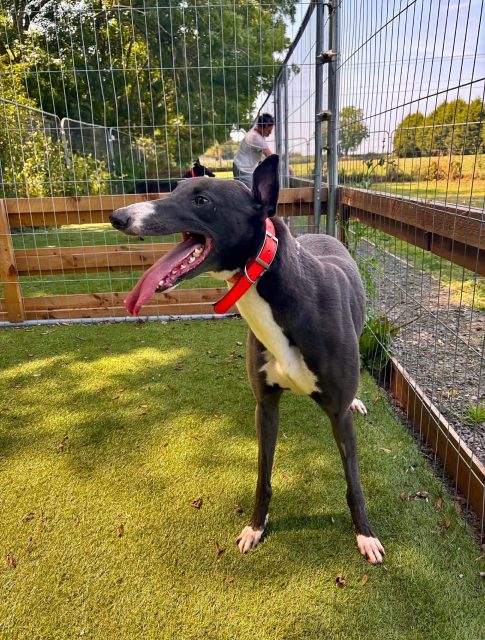 Naomi,  happy, fun and mischievous 😁
Naomi is a small dark blue girl that never raced and is  loving everything about life💗 Out on walks she can get bouncy but everything is so exciting, new and not seen before! To find out more about 3 year old Naomi call 07538 935608

#adoptme #retiredgreyhound #greyhoundsmakegreatpets