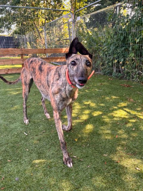 How stunning does our new arrival Katie look🧡
Katie is a beautiful brindle 2 year old that is learning about her new life. She’s friendly, loves human attention, with a bit fun just waiting to burst out😊 Katie’s enjoying her walks, taking in everything new. To meet this little beauty, call 07538 935608, I’m sure she wont be with us long

#adoptme #ineedahome #retiredgreyhounds #greyhoundlove
