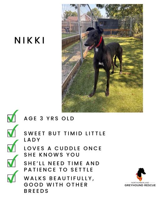 Our gang hoping to find their people (a few newbies in there too ;)) 

Some will be at the meet and greet on Saturday, and we always have appointments at kennels too. If you’re interested just give us a buzz for a chat ☎️ 07538 935608

We always have a greyhound for everyone 😍

#adoptagreyhound #rehominggreyounds #greyhoundlove