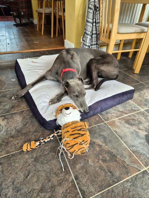 Zak is a gorgeous, big blue 5 year old boy who is in a foster home as he can get excited on walks and pull strongly! In the home he has been so good and loves his cuddles, toys, zoomies🥰 Zak is looking for a forever home where he can continue to learn and  improve his walking🐾
Zak will be at our Meet+Greet
Come and meet him at Manor Walks, Cramlington on Saturday 25th, he will adore all the attention💙

#adoptme #greyhoundlife #greyhoundlove #retiredgreyhounds