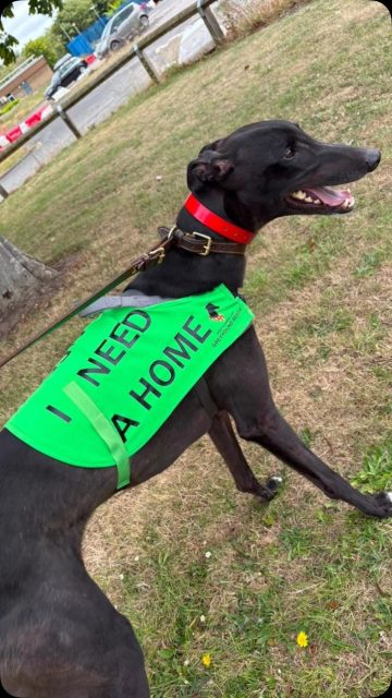 It was fabulous to see so many people at our Meet @ Greet at Mannor Walks, Cramlington today🥰 A huge thank you to everyone who came, our volunteers and helpers🥰 The dogs looking for homes had a brilliant time, with lots of interest in adopting! You were all amazing! ❤️🐾

#meetandgreet #manorwalks #greyhoundlove