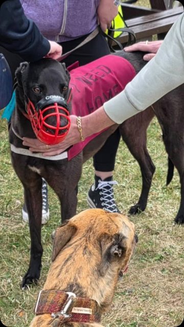 More pics from yesterdays meet &greet, you all helped raise a whopping £588 - so another huge thank you for your generosity and time, we really appreciate it as do the greyhounds 😍❤️🐾

#thankyou #gratitude