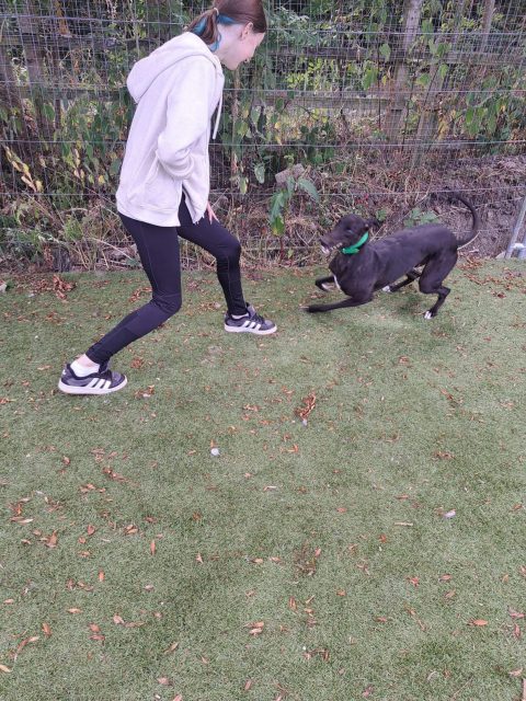 Schools out for the summer and Troy is up for playtime 😍

Handsome, playful, fun, 3yrs old and loves people what more could you want? 👀

#adoptagreyhound #retiredgreyhound #greyhoundlove