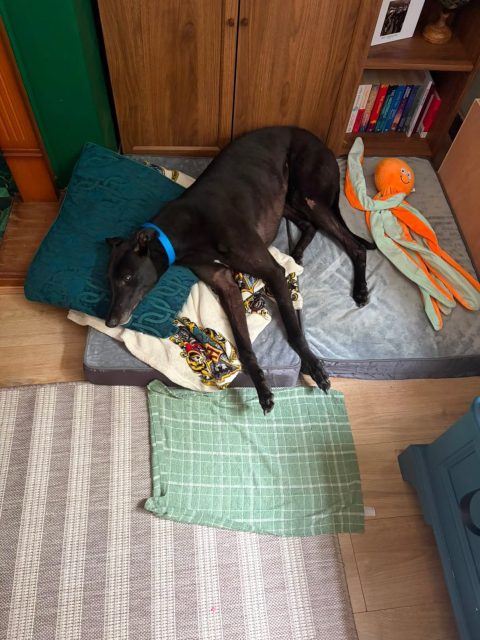 Hi, I just wanted to let you know that Rolo has settled in really well so far and has been an absolute gem!🩵 Thank you so much for helping us find him!

#rehomed #greyhoundlife