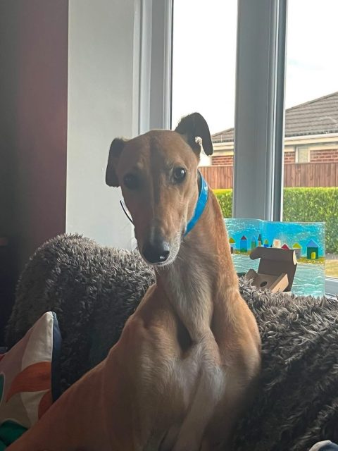 Remember Ricky, well he’s settled into home life beautifully 🏡💙 Ricky is so laid back and just being amazing 🥰

#rehomed #greyhoundlife #adoptagreyhound