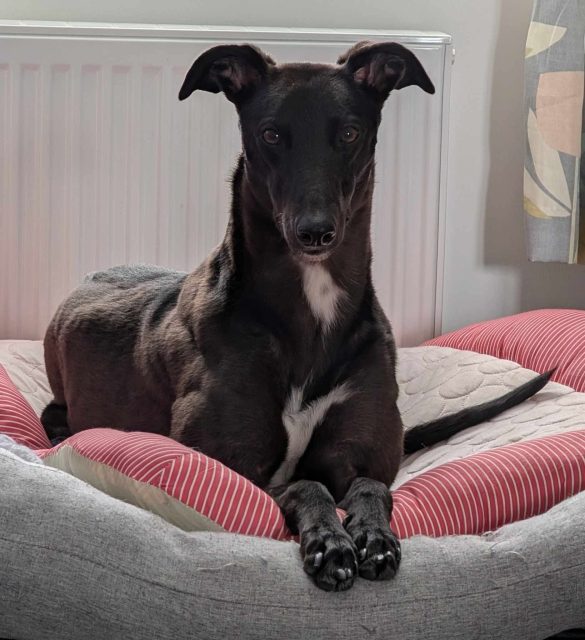 Hi just to say Nikki’s Dream (now Aoife) has settled in so well with our older girl Zara. Her personality is coming out and she’s such a cheeky monkey!💗

#rehomed #greyhoundlife