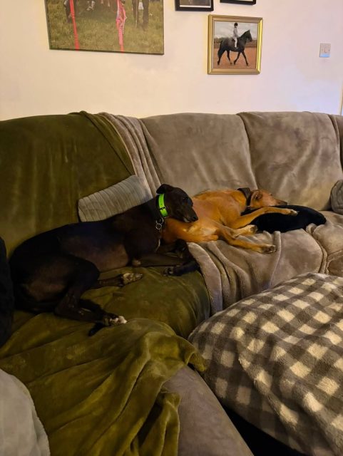 Bella (Bebe) is well and truly loving her new life. She still hasn’t managed the stairs but demands to go upstairs so she gets carried every night to bed. She’s figured out how to go down🙈. She’s had two weekends of camping. And climbed half of Ben Nevis with her human siblings. It’s like she’s been here forever and definately filling a big hole in our hearts❤️

#littlepawsbigheart #rehomed #greyhoundlove #greyhoundlife