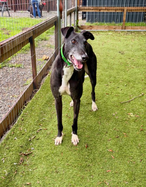 Just look at that adorable face, meet Barney💙
Barney is such a happy, friendly 3 year old. He loves his walks, saying hello to everyone and will make a fabulous addition to any family 💖🏡 To meet Barney give us a call on 07538 935608

#retiredgreyhound #ineedahome #adoptagreyhound