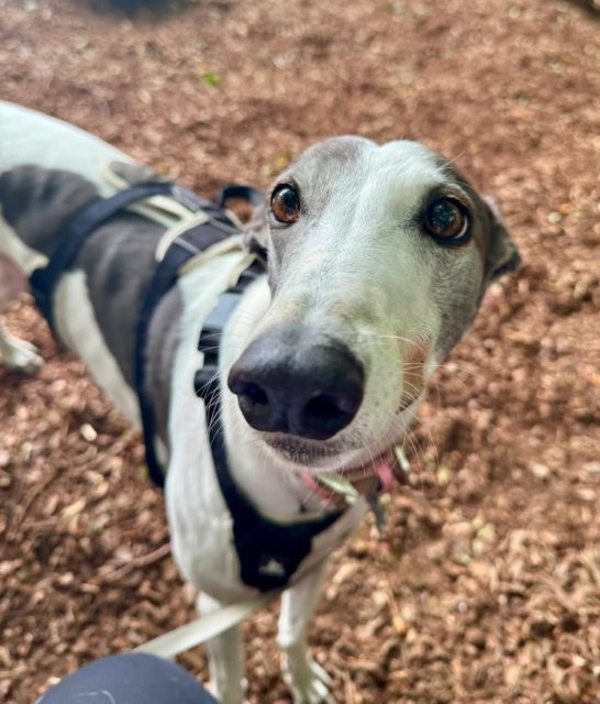 Happy 1st gotcha day to our gorgeous Izzy 🐾🩷

We love your crazy zoomies, your cuddles and all the love you bring. You’ve come so far in the last year and we love you so much. Rescuing you was the best thing we ever did 🐾✨

#greyhoundlove #rehoming #greyhoundlife #adoptagreyhound